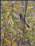 Emberiza schoeniclus